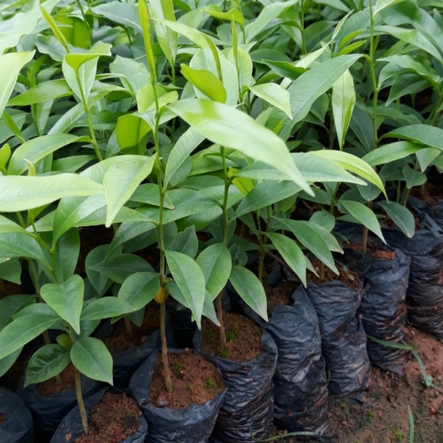 Cobo 5 cây giống trầm hương- -có bán buôn bán sỉ