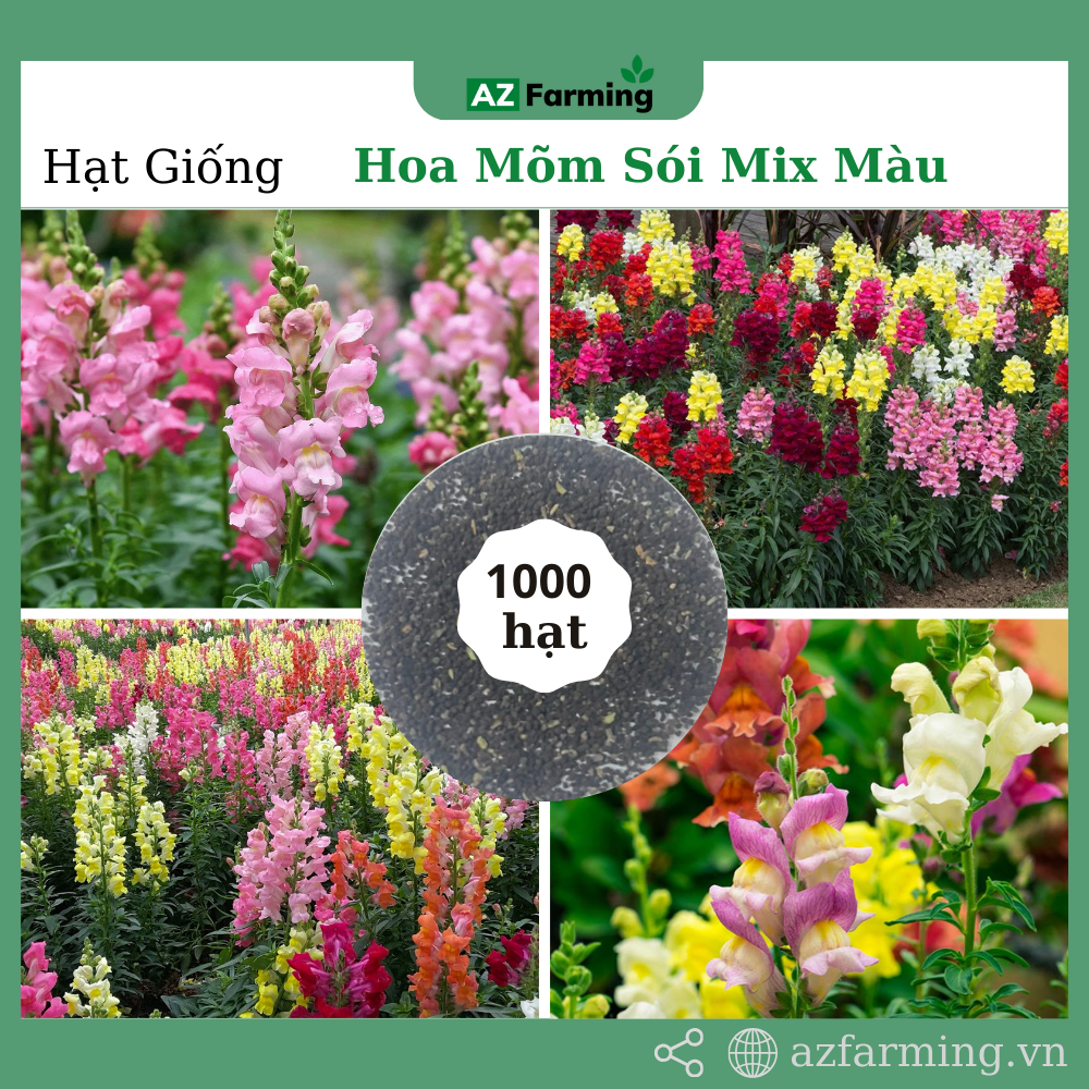 Hạt giống hoa mõm sói mix nhiều màu - gói 1000 hạt