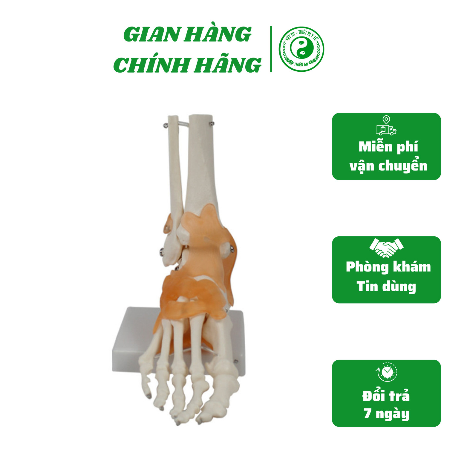 Mô hình cấu tạo khớp cổ chân- bàn chân và dây chằng Chất liệu nhựa PVC cao cấp