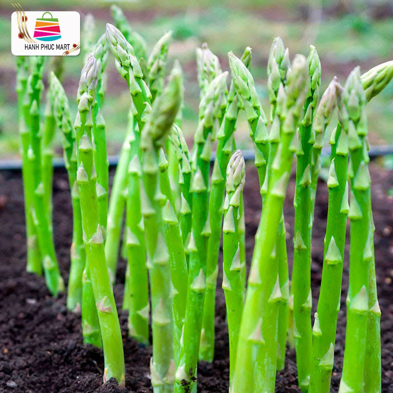 [HCM]Hạt giống Măng Tây- PhuNongSeeds