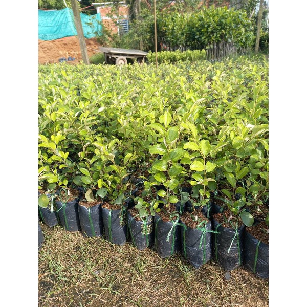 Cây giống táo thái mau trái