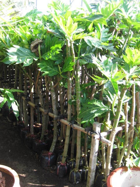 cây giống sa ke - FREE SHIP TỪ 50K