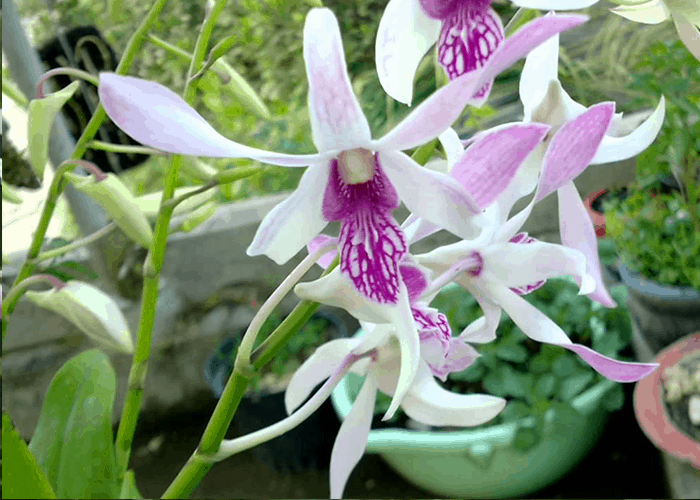 Dendro nắng – urawan