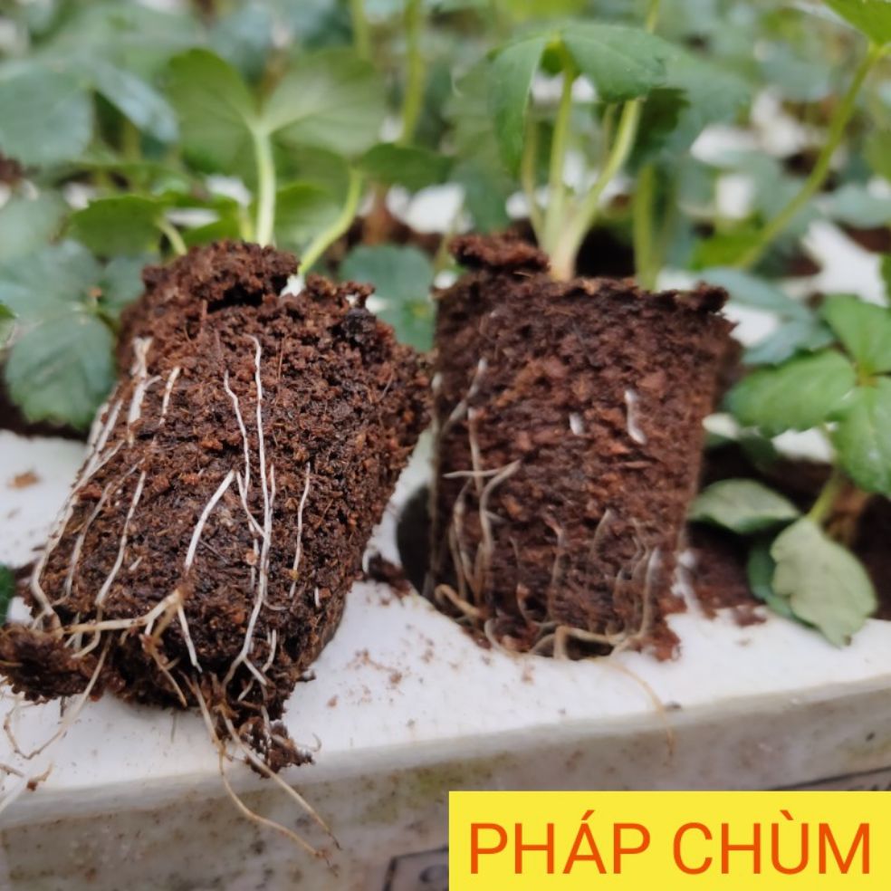 6 cây giống dâu tây pháp lãng mạng
