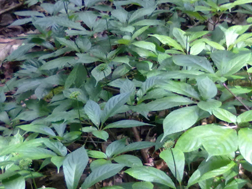 CÂY GIỐNG SÂM NGỌC LINH - CÂY GIỐNG GỬI ĐI NGUYÊN BẦU