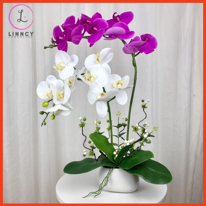 Chậu lan hồ điệp 2 nhánh cao trang trí nhà cửa, cửa hàng, văn phòng, lớp học