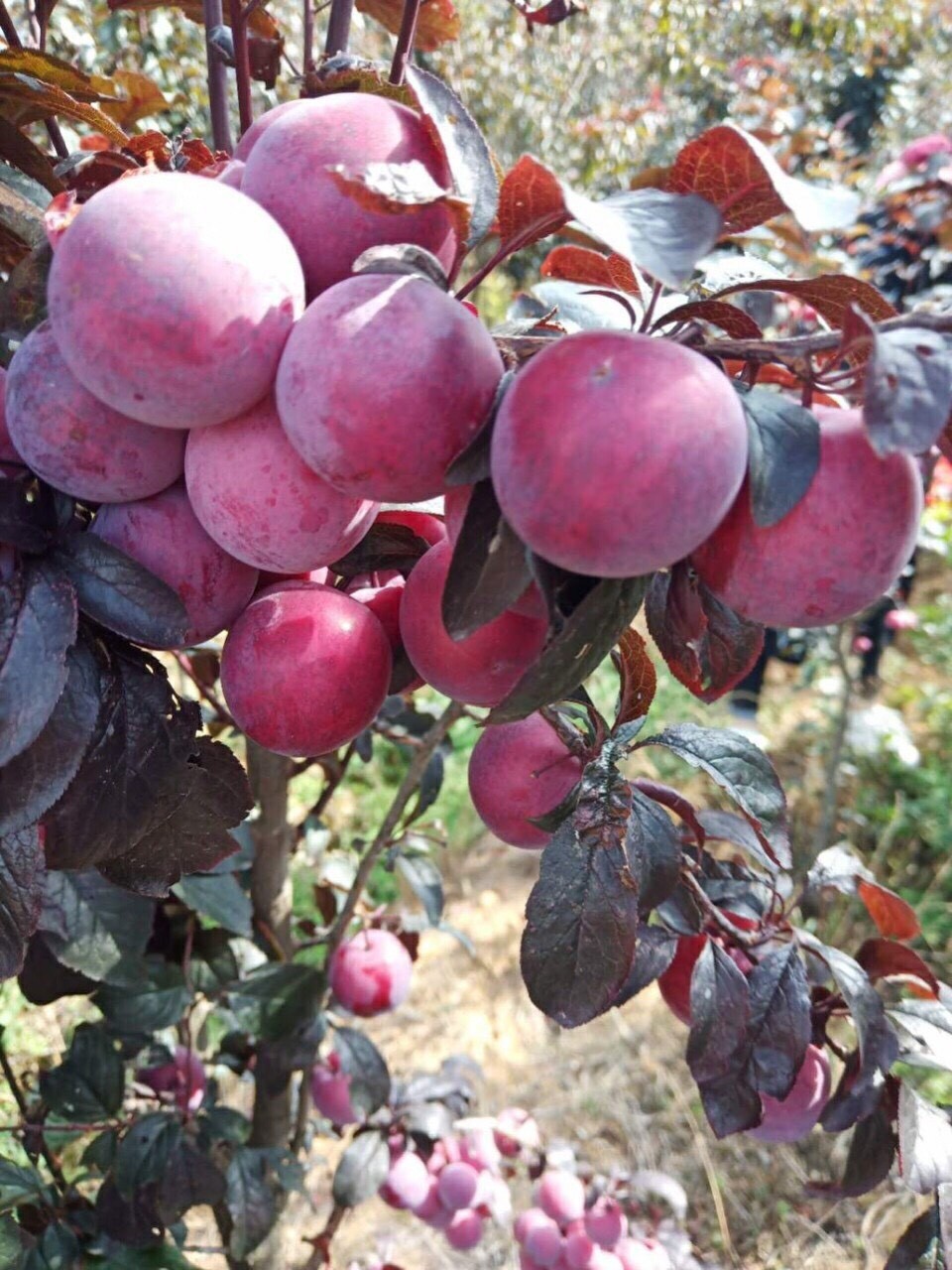 Cây giống mận đỏ, thân lá đỏ( mận trứng mexico) + Tặng 2 Cây Quế Giống