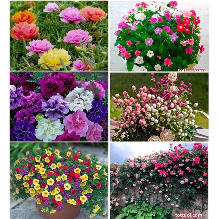 Hạt giống các loại hoa