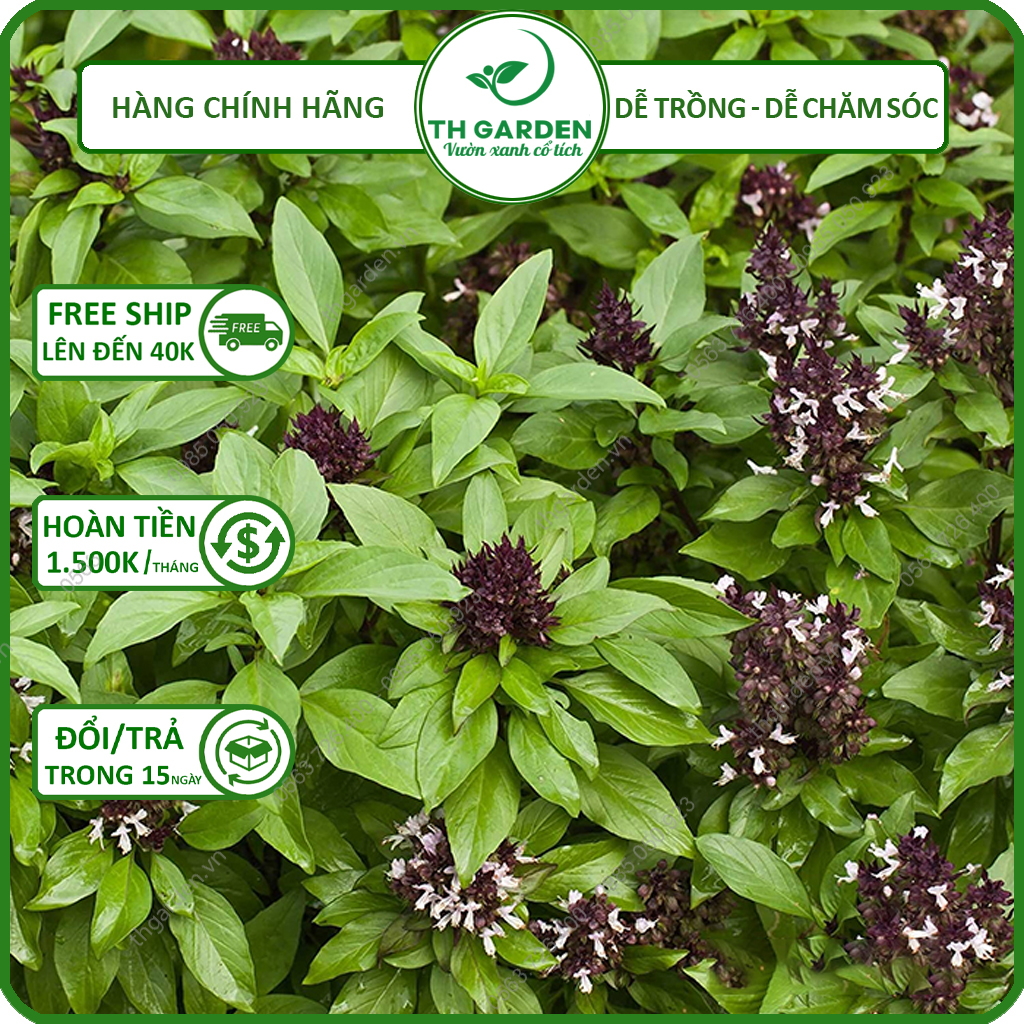 Hạt Giống Húng Quế ( Húng Chó ) TH Garden - 5GRAM - Hạt Giống Cao Sản Dễ Trồng Dễ Chăm Sóc, Năng Suất Cao