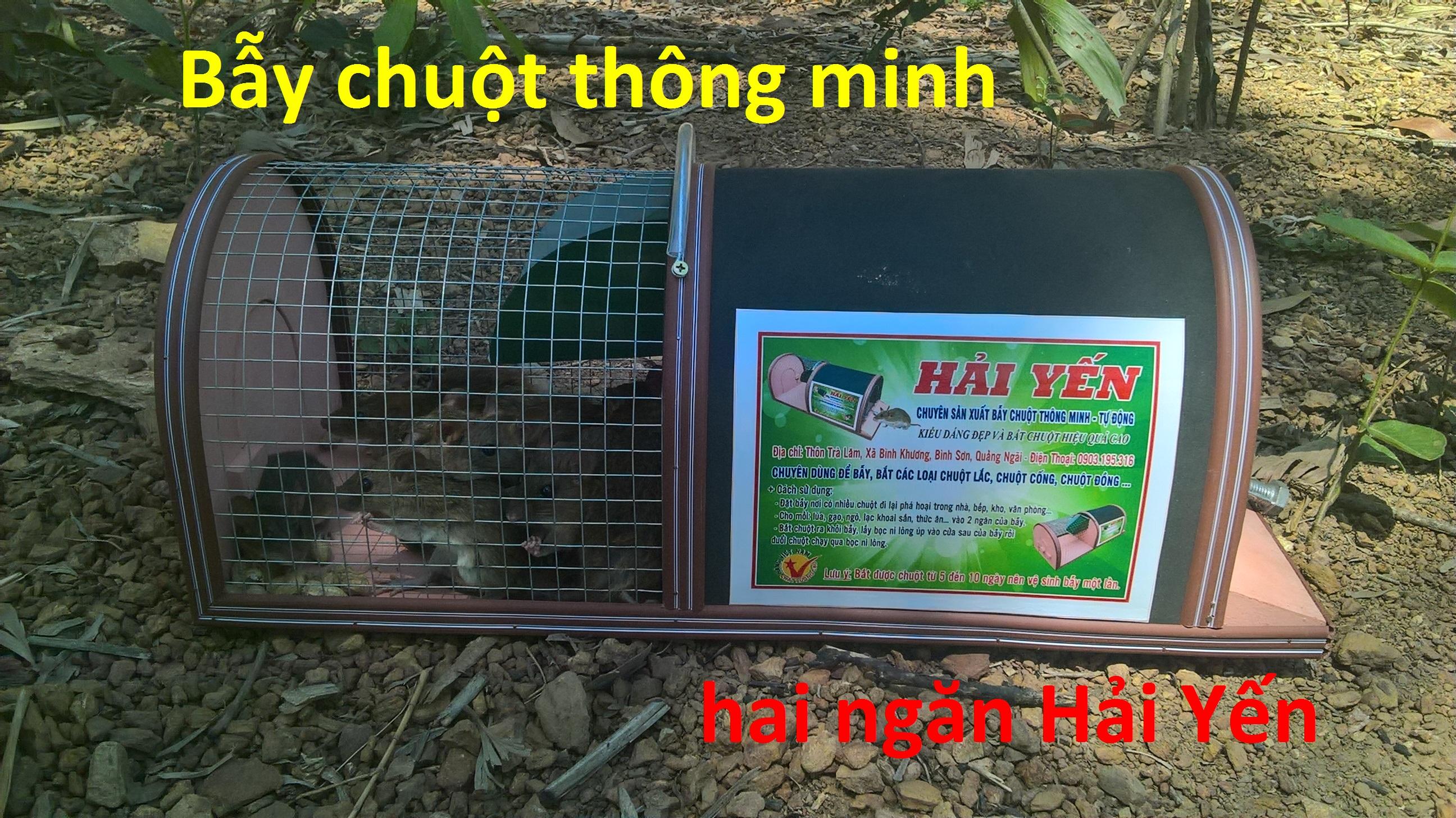 Bẫy chuột thông minh bẫy chuột 2 ngăn hải yến loại lớn