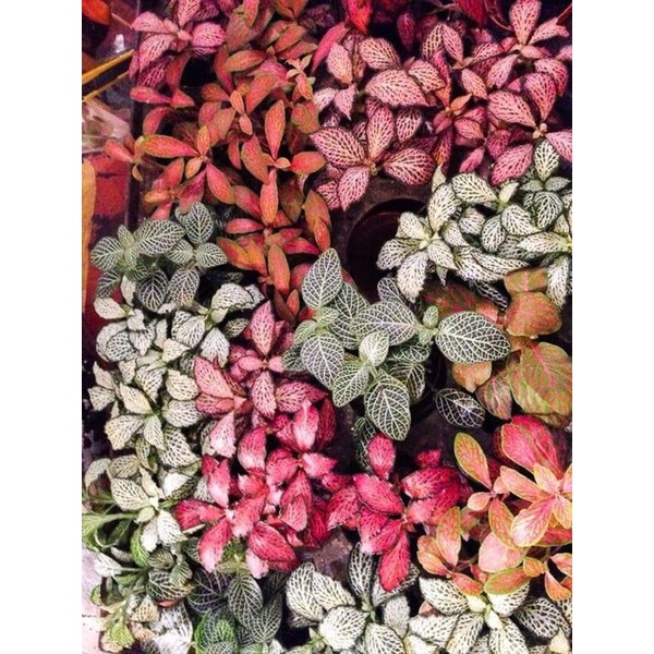 Chậu Cây Fittonia lá may mắn - Cây cẩm nhung nhiều màu .