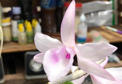 Phi Điệp Hồng Thiên Lôi | Hồng Trời Đánh | Hồng Sấm