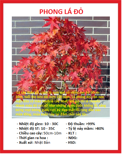 Hạt giống cây Phong Lá Đỏ Nhật Bản - gói 10 hạt