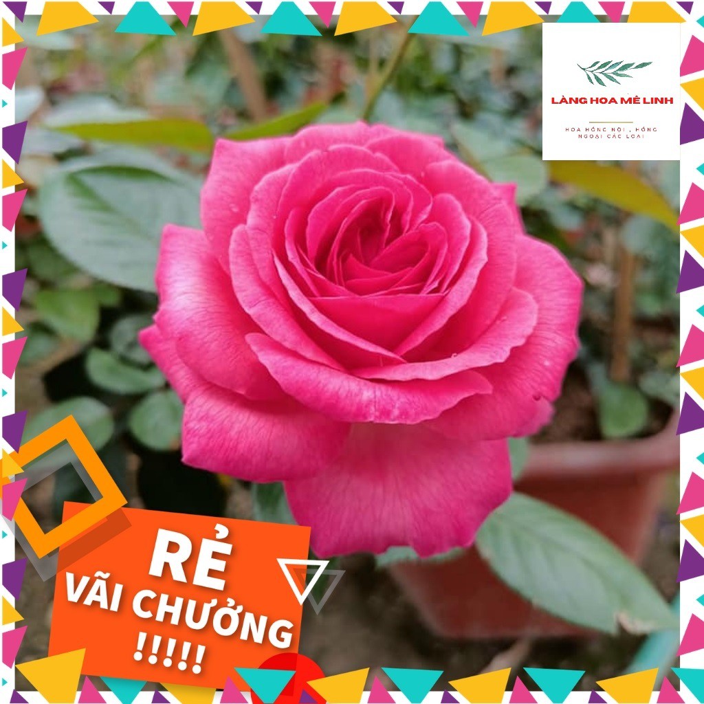 Hoa Hồng Ngoại Bernadette Lafont Pháp - có bông khủng,hương thơm cổ điển .