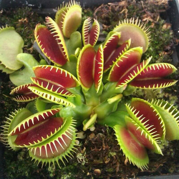 Hạt giống cây bắt mồi TRAP  + hạt giống nắp ấm(sản phẩm gieo bằng dớm vs tỷ lệ lên ít)