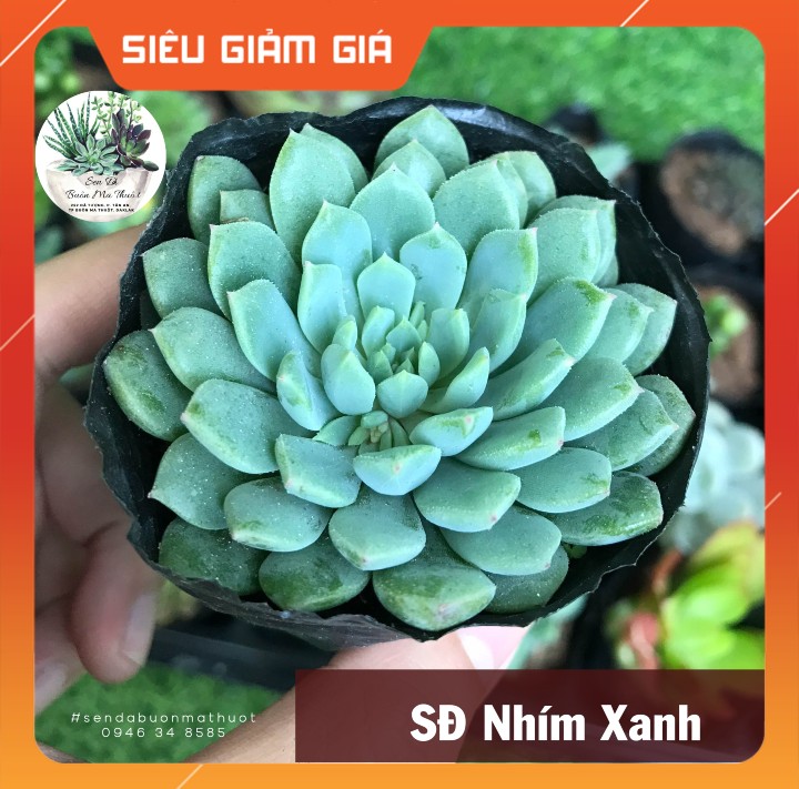 Sen đá nhím xanh ❤️❤️ - sen đá buôn ma thuột - bmt garden lỗi 1 đổi 1