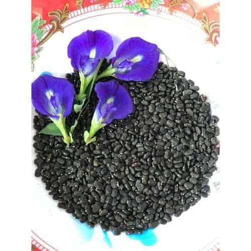 Hạt giống hoa đậu biếc