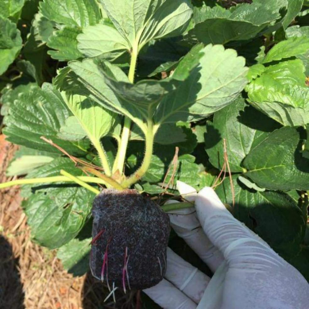 Ngó dâu tây chịu nhiệt