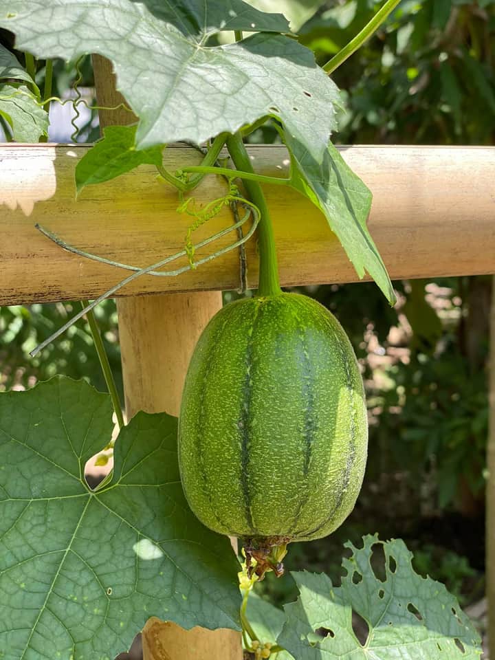 Hạt MƯỚP TÁO F1 (gói 20 hạt)