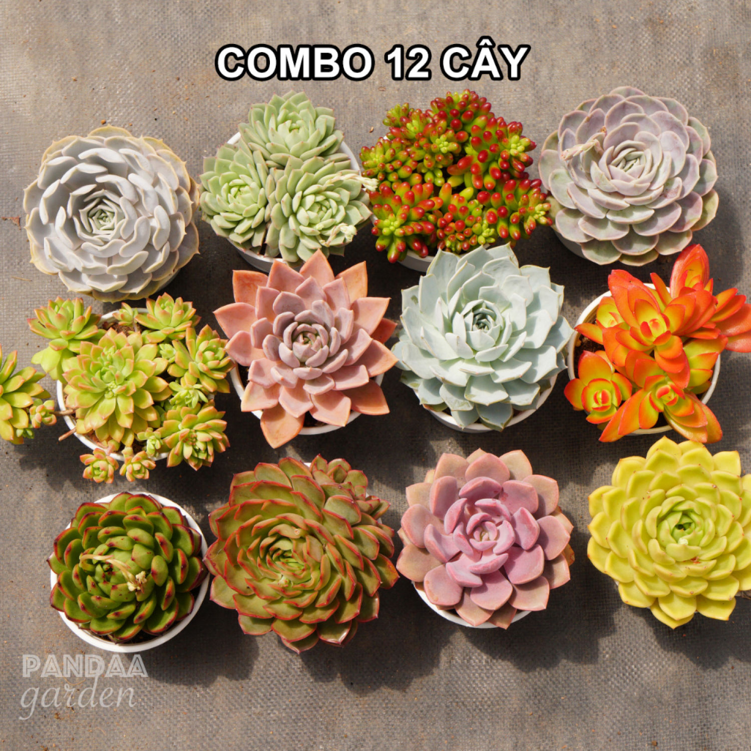 Combo sen đá siêu phẩm ép màu 12 cây, combo 12 cây sen đá size trυng khác lᴏại 10-12cm, pandaa garden đà lạt,lỗi 1 đổi 1