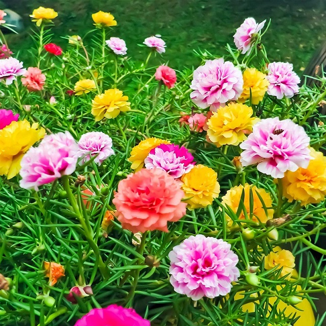 Hoa mười giờ thái combo 20 nhánh nhiều màu
