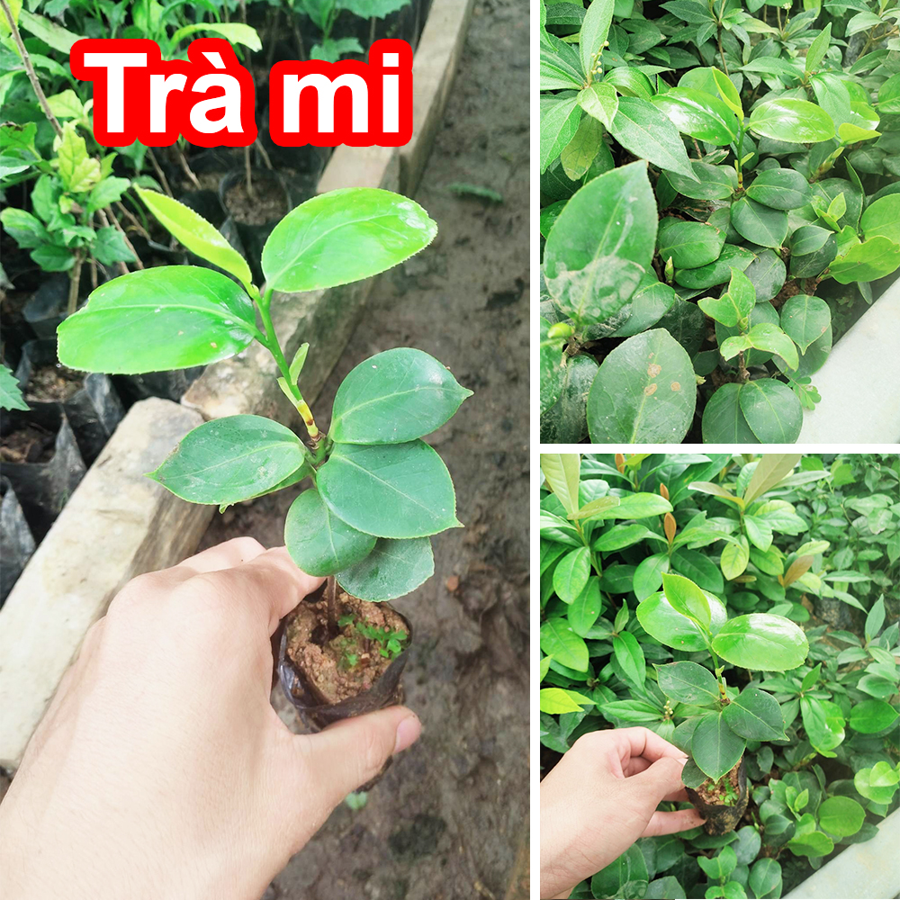 Cây giống hoa Trà Mi