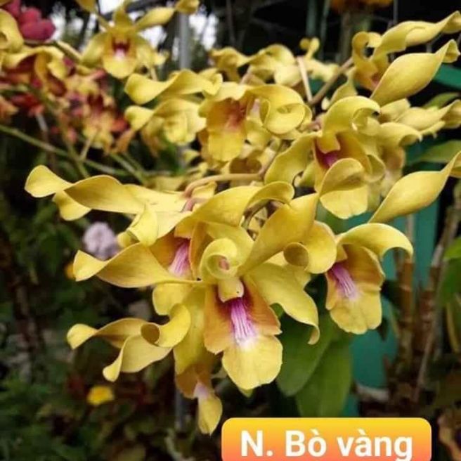 Denro nắng bò vàng