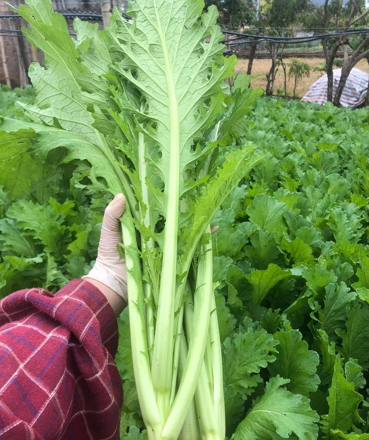 Hạt giống cải mèo tây bắc