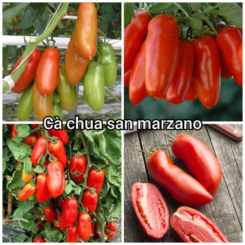 Hạt giống cà chua chuối ( cà chua ngón tay đỏ ) 30 hạt/gói - ( TẶNG gói kích thích hỗ trợ hạt nảy mầm)