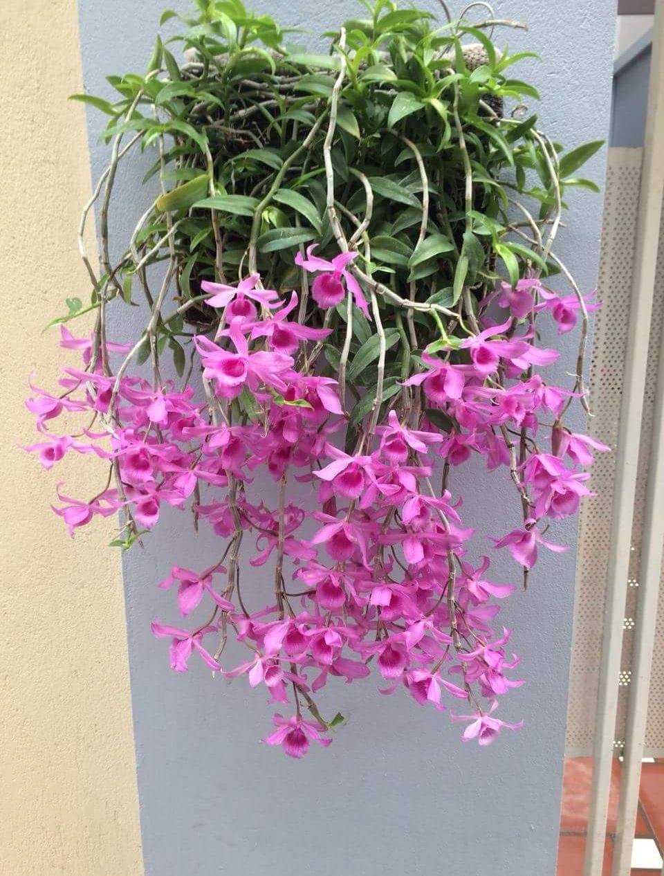 Dã hạc hoa hồng đỏ hàng nhân kei