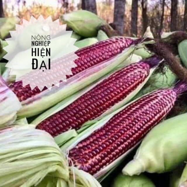 Hạt giống Ngô tím, Bắp tím