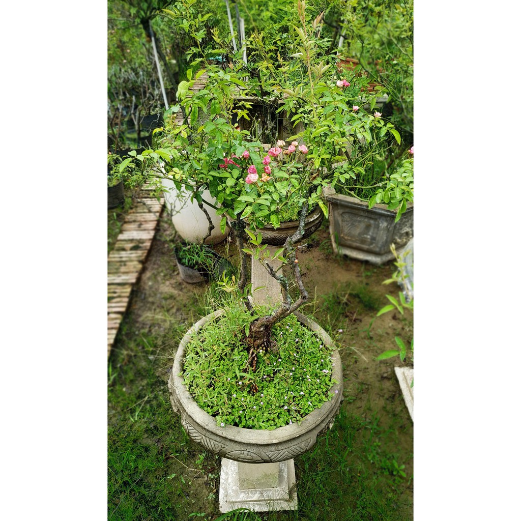 Chậu hoa hồng bonsai trang trí giá rẻ, ngâm kích mần