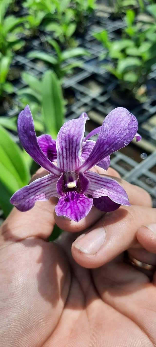 Hoa lan dazang blue