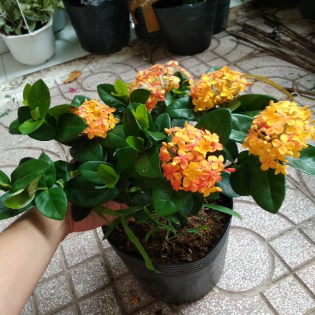 Trang mẫu đơn vàng cam