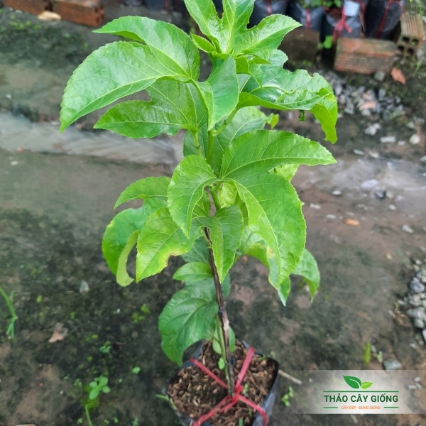 Cây giống chanh dây - cây giống khỏe đẹp