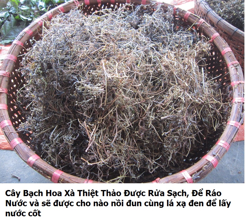 Bạch hoa xà thiệt thảo khô 01kg loại 1 366l
