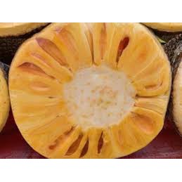 Cây Giống Mít Không Hạt Ruột Vàng