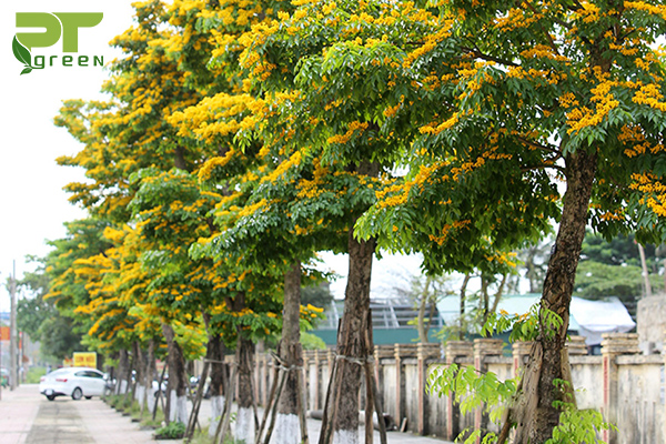 Cây giáng hương, chiều cao khoảng 1m