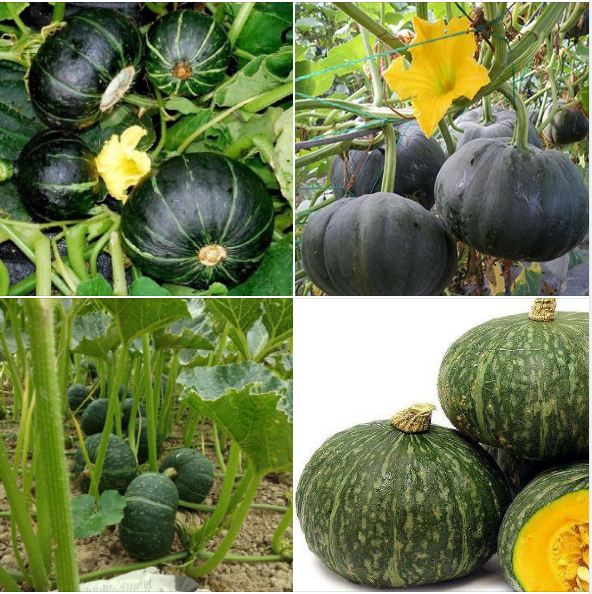 Hạt giống bí đỏ da xanh NHật Bản - 10 hạt/gói Tặng gói kích hạt nảy mầm