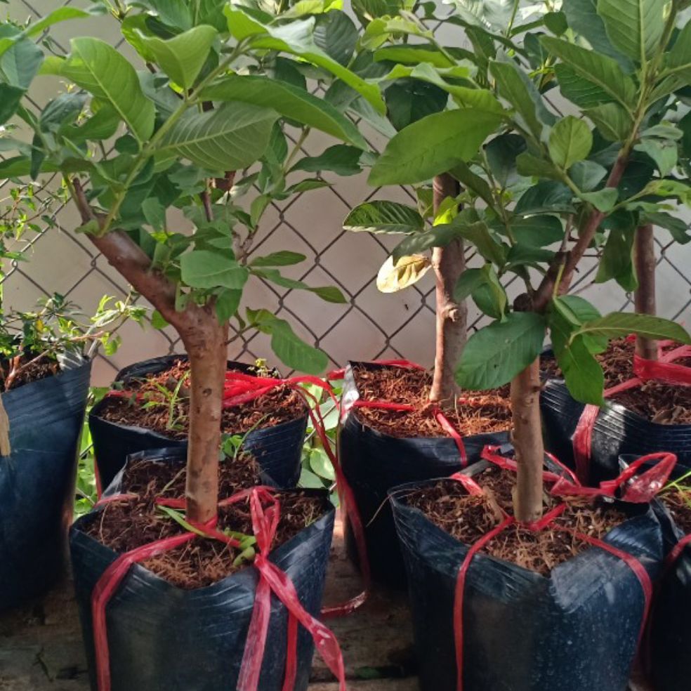 Cây ổi ruột đỏ
