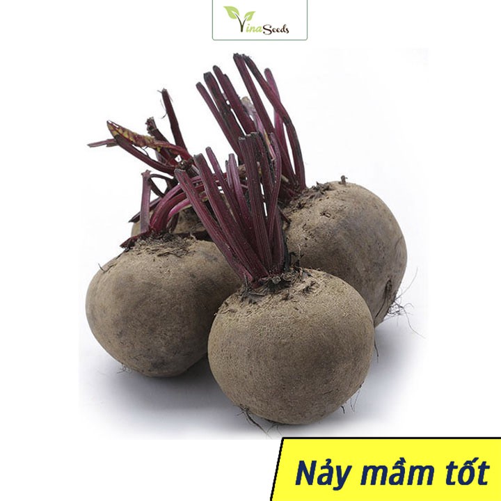 Hạt giống củ dền đỏ - gói 5 gram