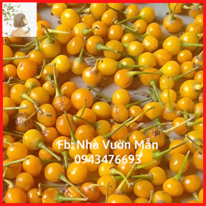 5 Trái (+tặng thêm 2 trái) Ớt Mắc Nhất Thế Giới Aji Charapita 570tr/kg Loại Ớt Ngon Và Đắt Nhất Thế Giới