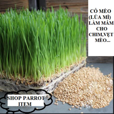 Hạt cỏ mèo-lúa mì ươm nảy mầm