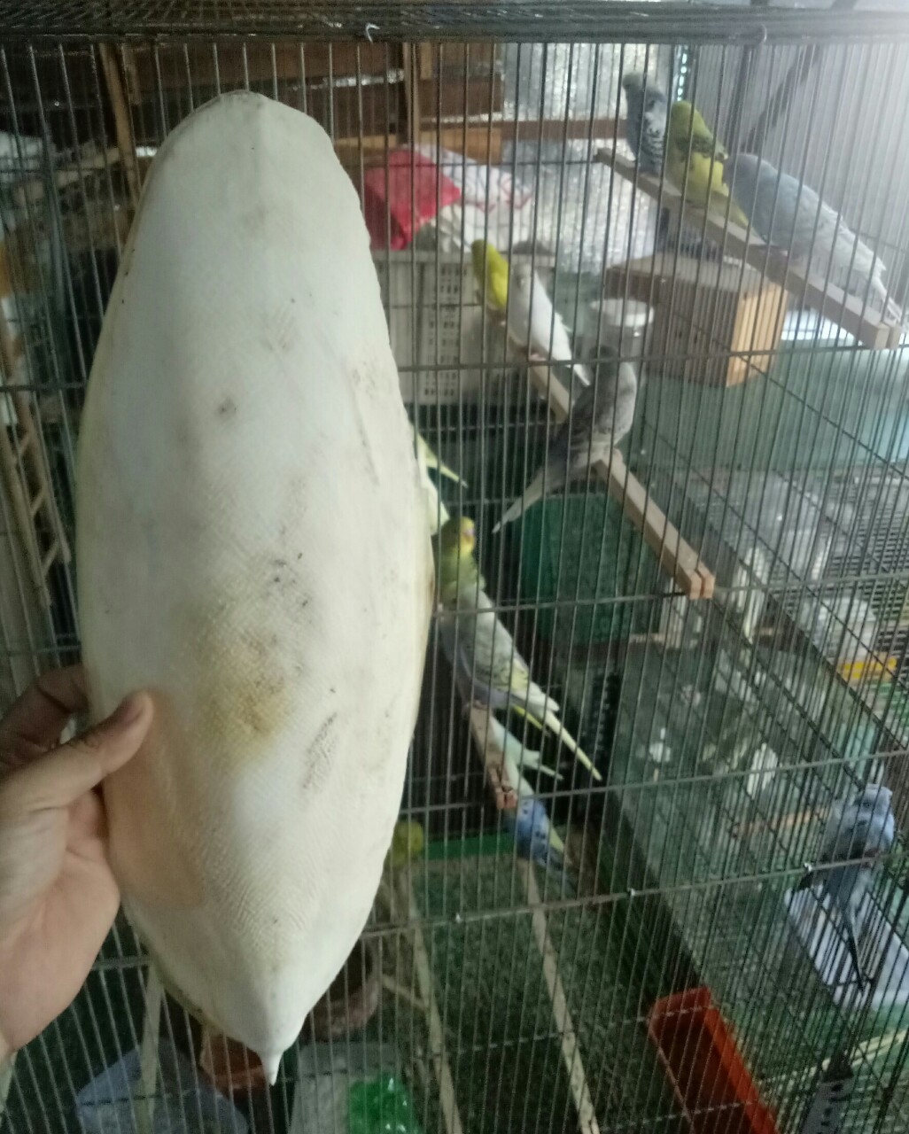 1 CÁI NAN MỰC SIÊU TO KHỔNG LỒ NGUYÊN MIẾNG  CHO CHIM,VẸT