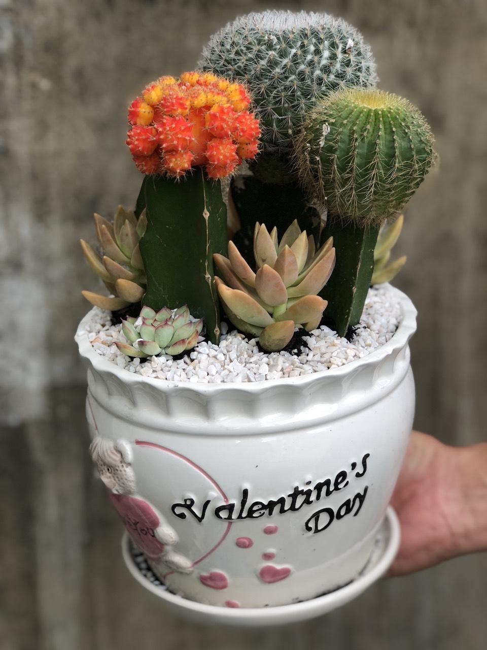 Chậu Sứ cây Xương Rồng