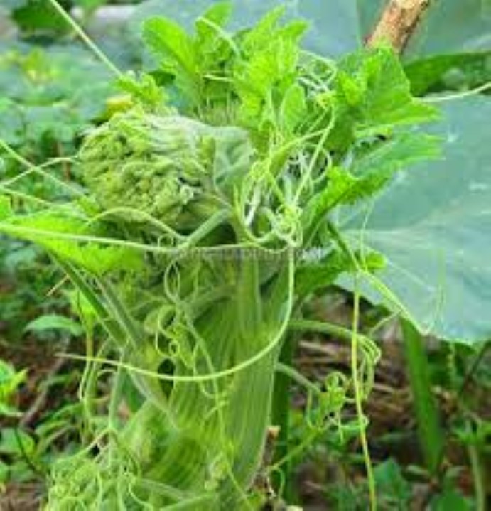 hạt giống bí siêu ngọn 20 hạt