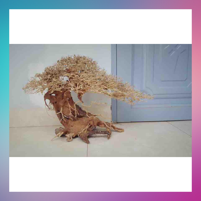 Lũa bonsai thuỷ sinh cho hồ cá c38xd30 - [Xưởng ts online37], cam kết hàng đúng mô tả, chất lượng đảm bảo, đa dạng các mặt hàng đáp ứng nhu cầu của người sử dụng