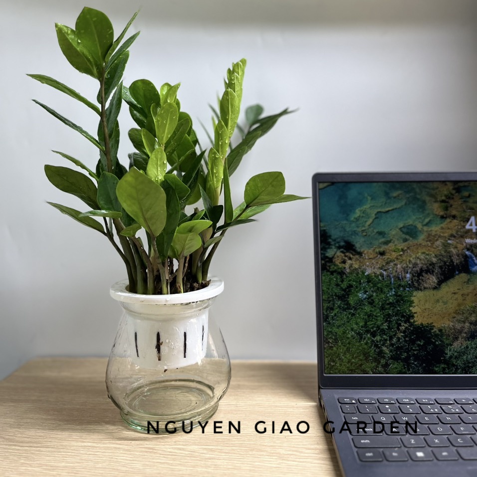 Cây kim tiền kèm chậu thủy tinh dễ chăm sóc