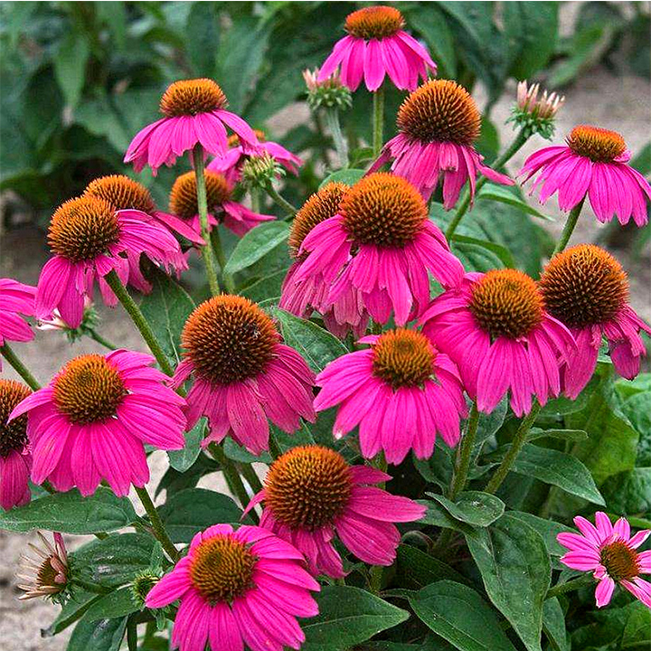 gói 50 hạt giống hoa cúc tím mua 5 sản phẩm tặng 1