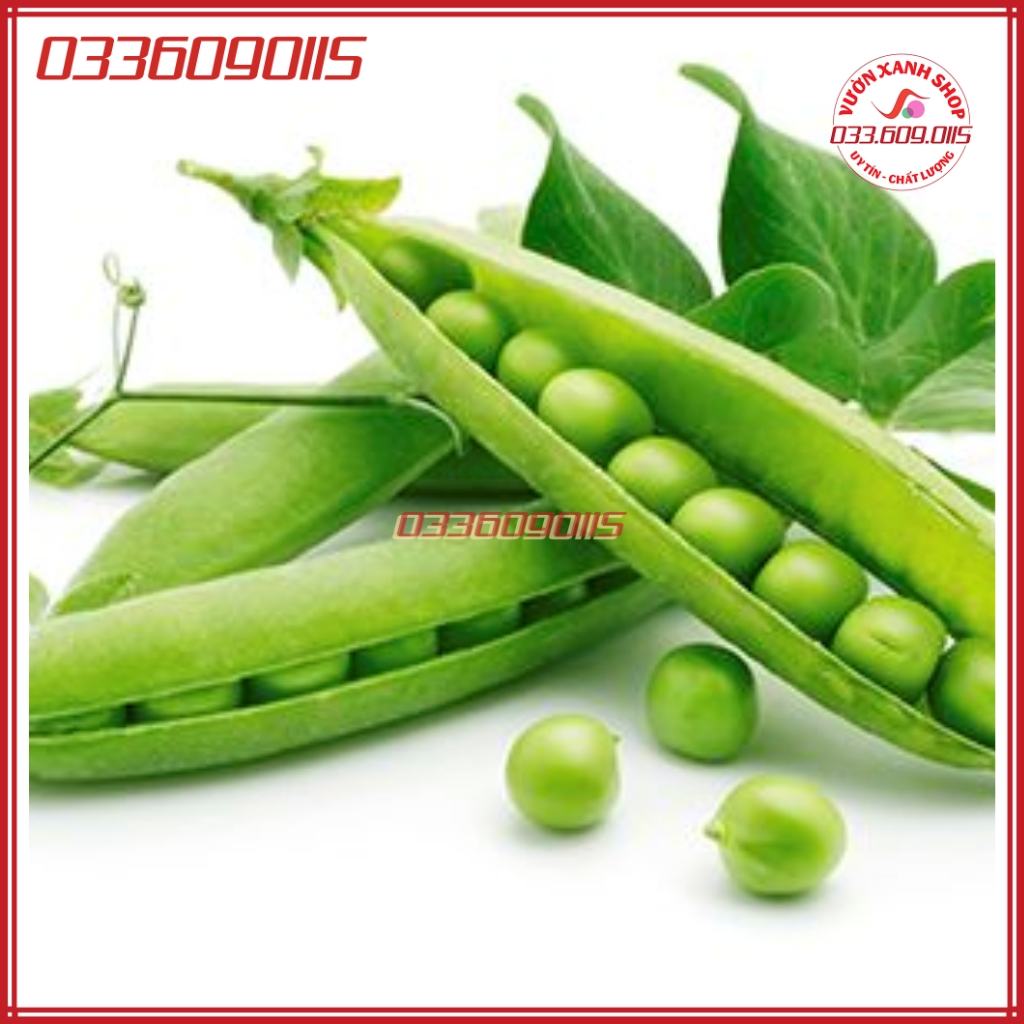 50 gam Hạt giống đậu Hà Lan siêu trái - hạt giống tuyển chọn loại 1